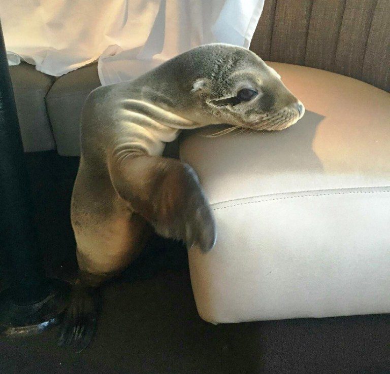 Baby sea lion found napping in California restaurant