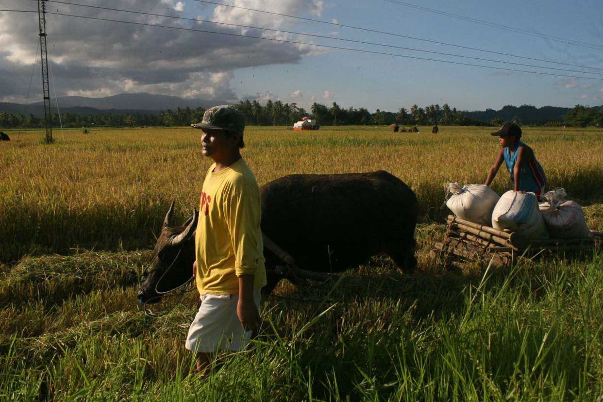 THREATENED. A farmer and his son haul newly harvested rice in Cantilan, Surigao del Sur. Anti-mining advocates warn that the continuing mining operations here will destroy the rice fields. Photo by Alex Baluyut