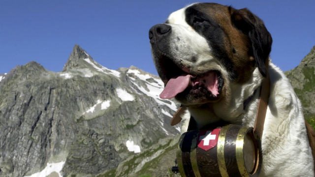 Swiss ski resort bans selfies with iconic Saint Bernards