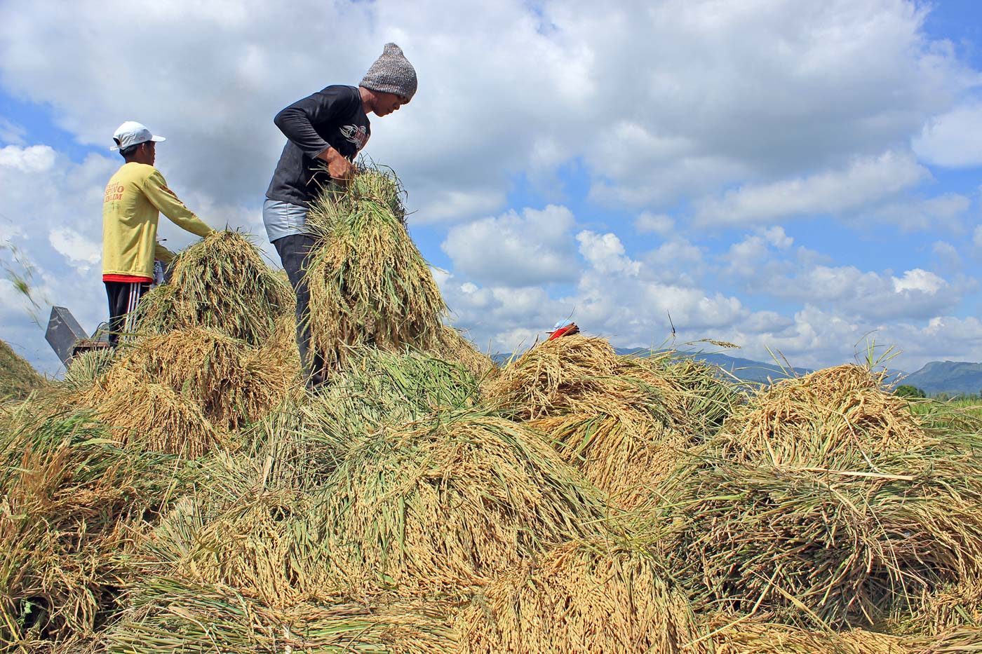 3 regions post high rice yields despite El Niño