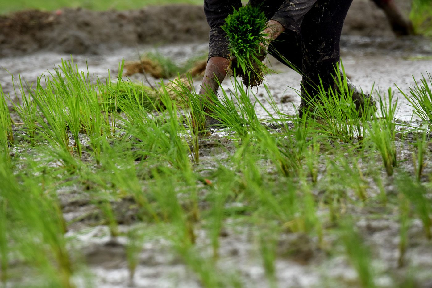 Negros Occidental rice farmland damage rises to P7.18 million