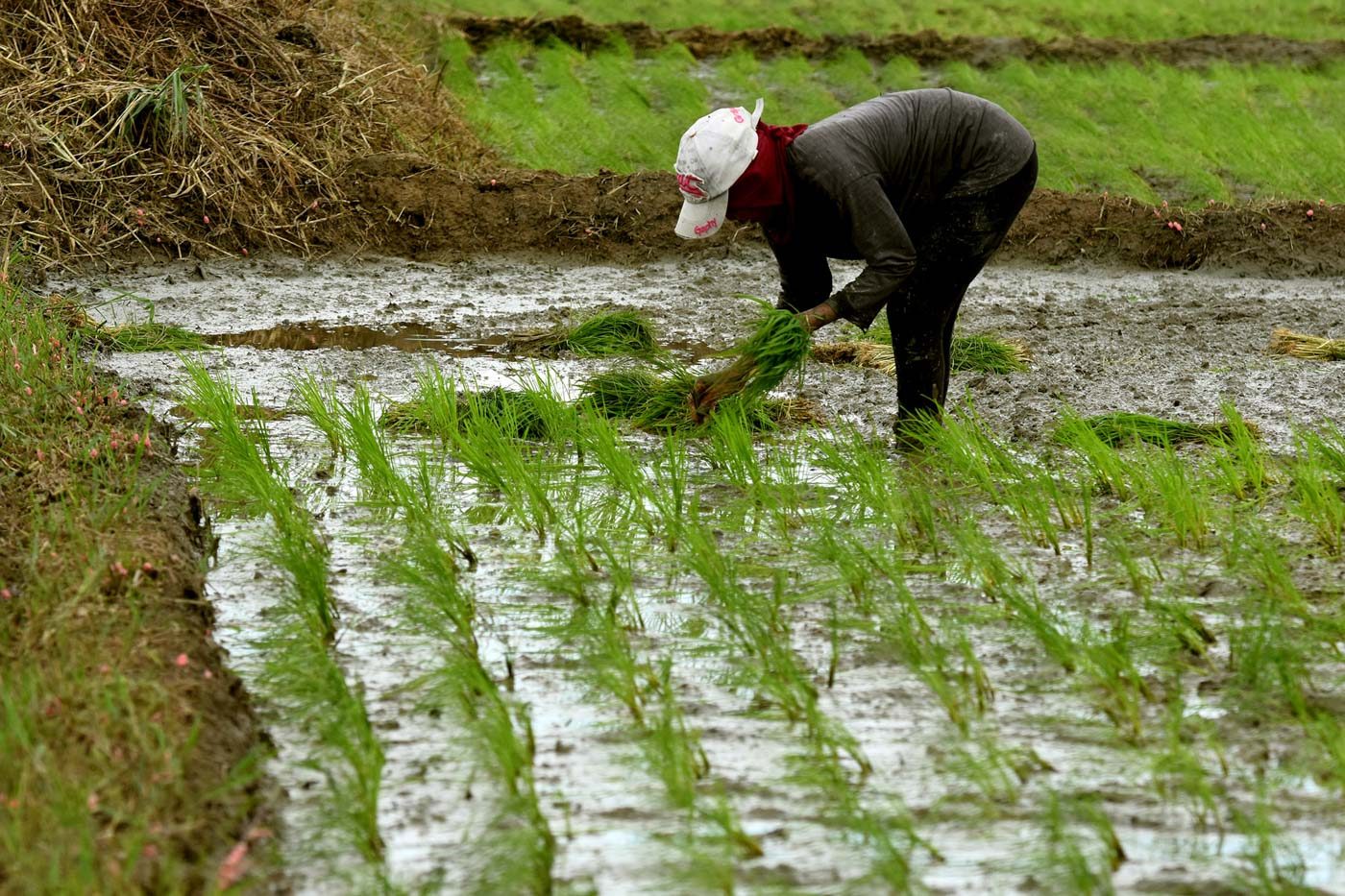 Government to settle for 93% rice self-sufficiency rate