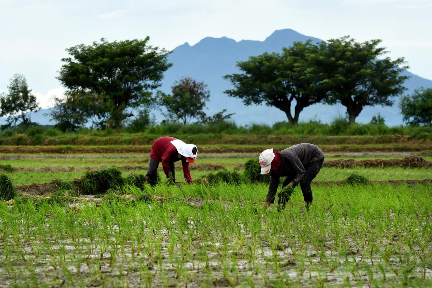 Going into agriculture? DA has P2.5B in loans for MSMEs, returning OFWs
