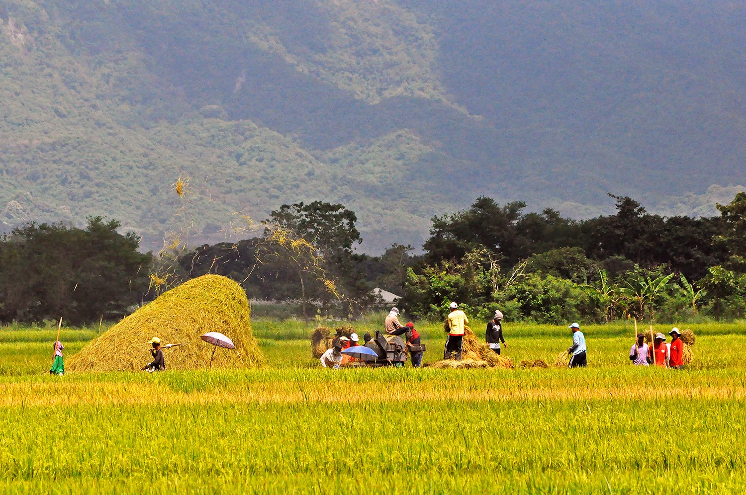 Rice, corn output up in first quarter of 2018