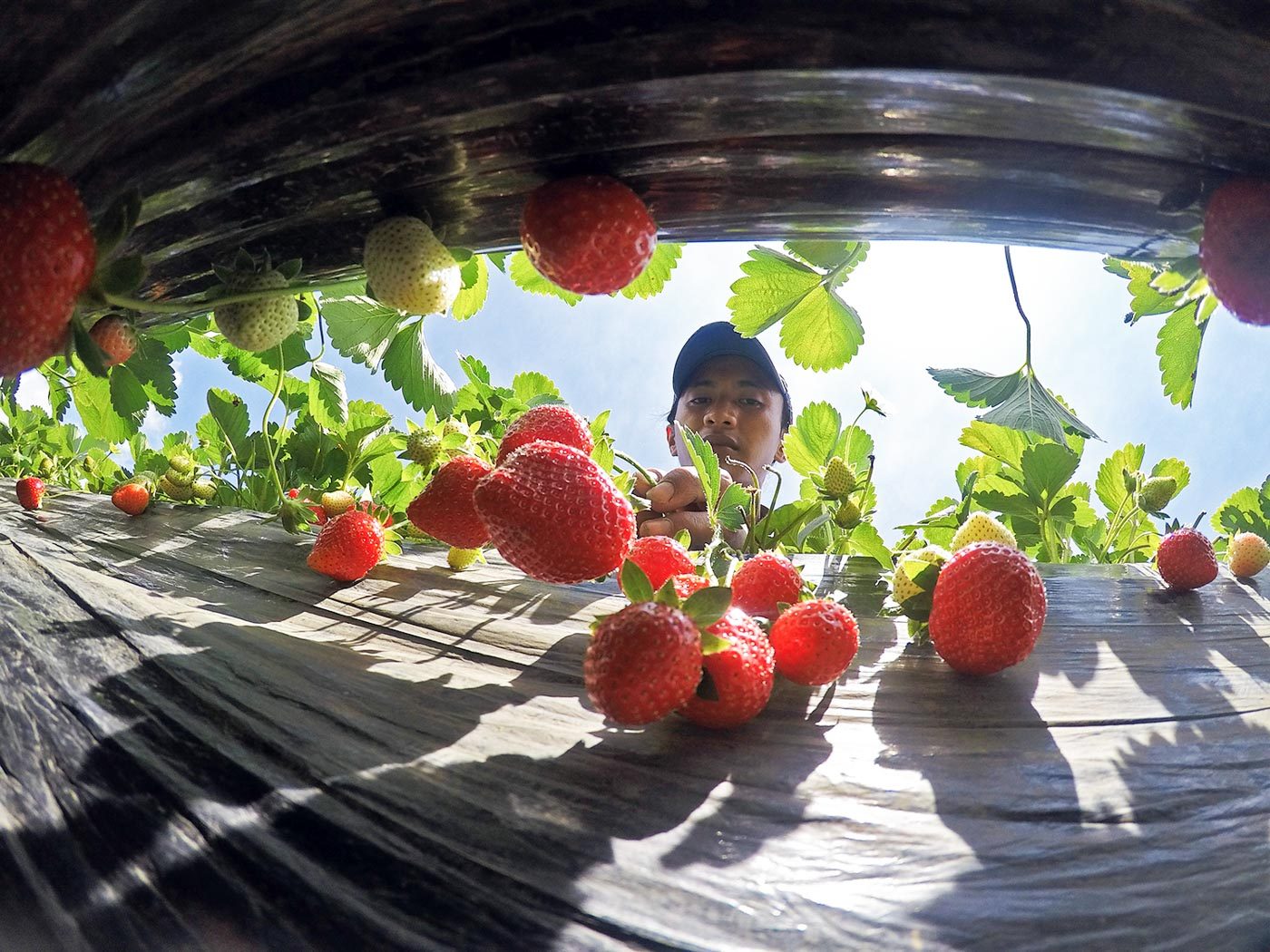 HIGHER YIELD. Victor Palocpoc of La Trinidad, Benguet, has been able to harvest more strawberries, thanks to the elevated plot technolog, where farmers increase their production by planting upwards. Photo by Mau Victa/Rappler   
