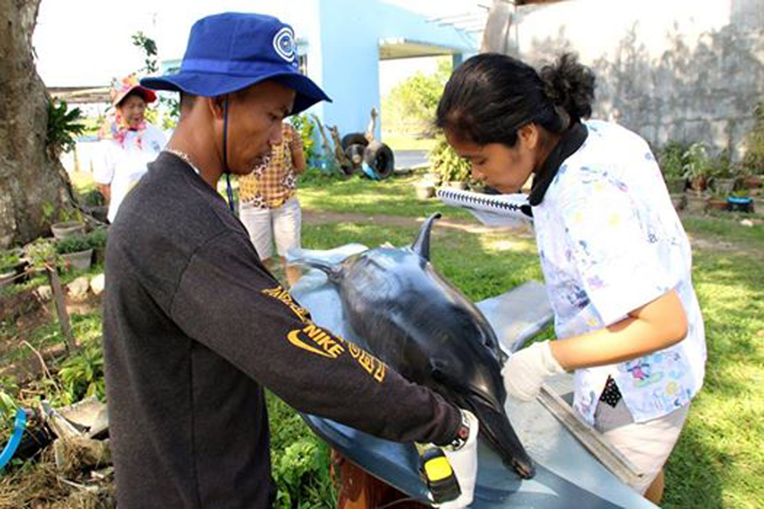Parasites, changing temperature cause dolphin deaths in Bicol