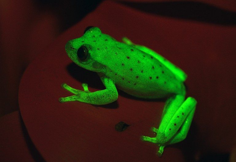 Most amphibians can glow in the dark, scientists report