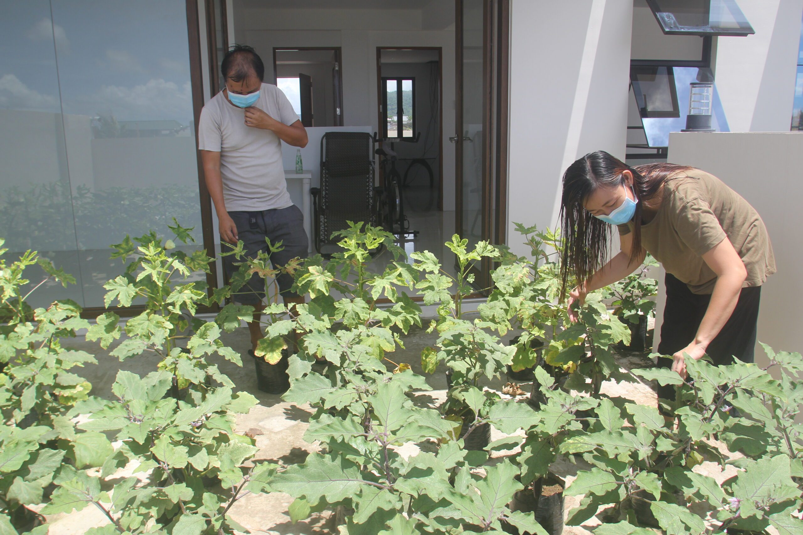 Albay couple gives free vegetables to neighbors from ECQ to MGCQ