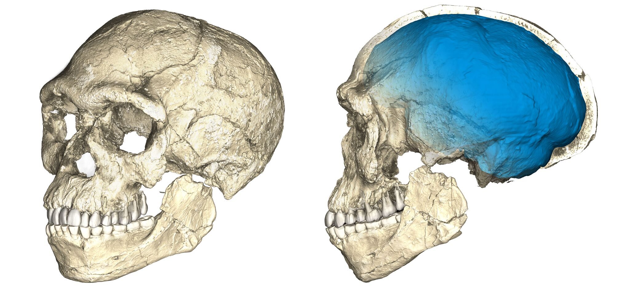 Two views of a composite reconstruction of the earliest known Homo sapiens fossils from Jebel Irhoud (Morocco) based on micro computed tomographic scans of multiple original fossils. Graphic by Philipp Gunz, MPI EVA Leipzig 