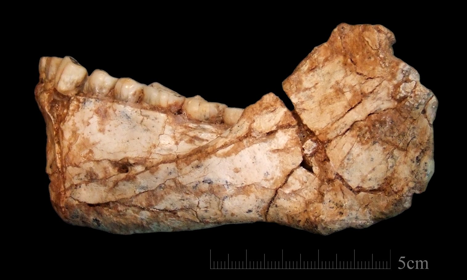 KEY. The mandible Irhoud 11 is the first, almost complete adult mandible discovered at the site of Jebel Irhoud. Photo by Jean-Jacques Hublin, MPI-EVA, Leipzig 