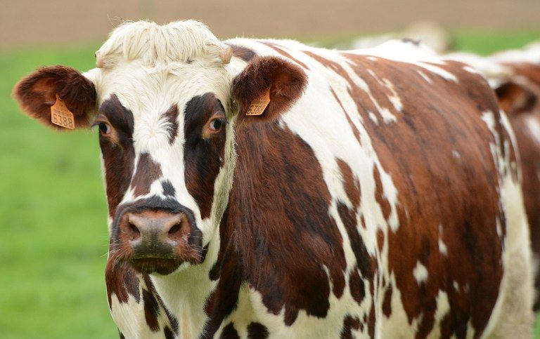 Blowing in the wind: how to stop cow burps warming Earth