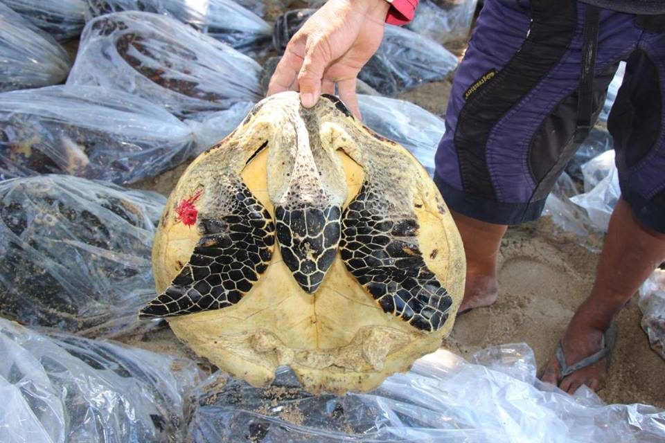 Haul of dead sea turtles seized in Palawan town