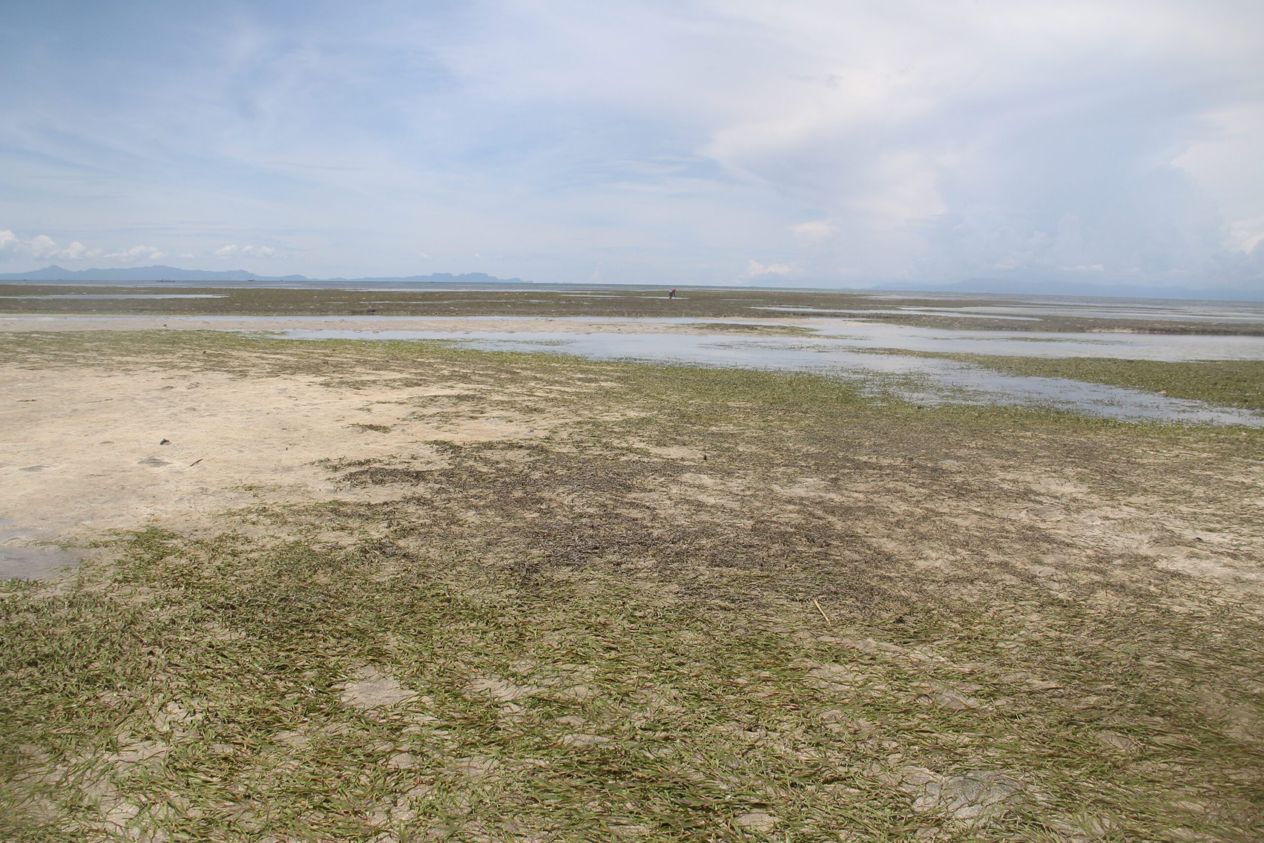 Rising sea temperature impacts seagrass beds in Lagonoy Gulf