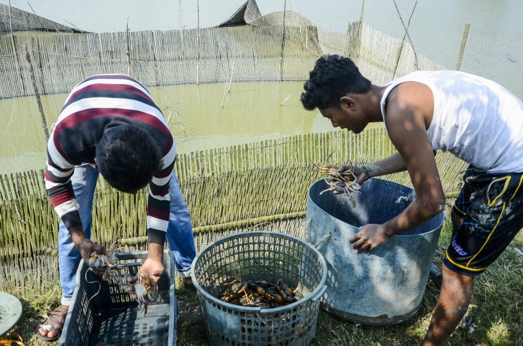 Bangladesh crab farmers feel pinch as coronavirus halts exports