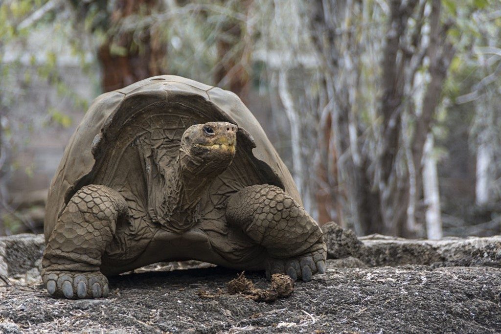 Relative of extinct tortoise located in Galapagos