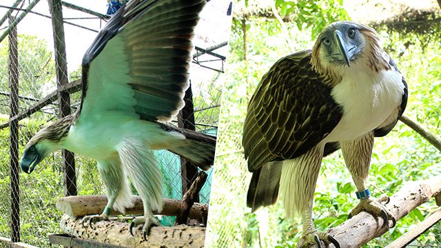Philippines loans 2 eagles to Singapore