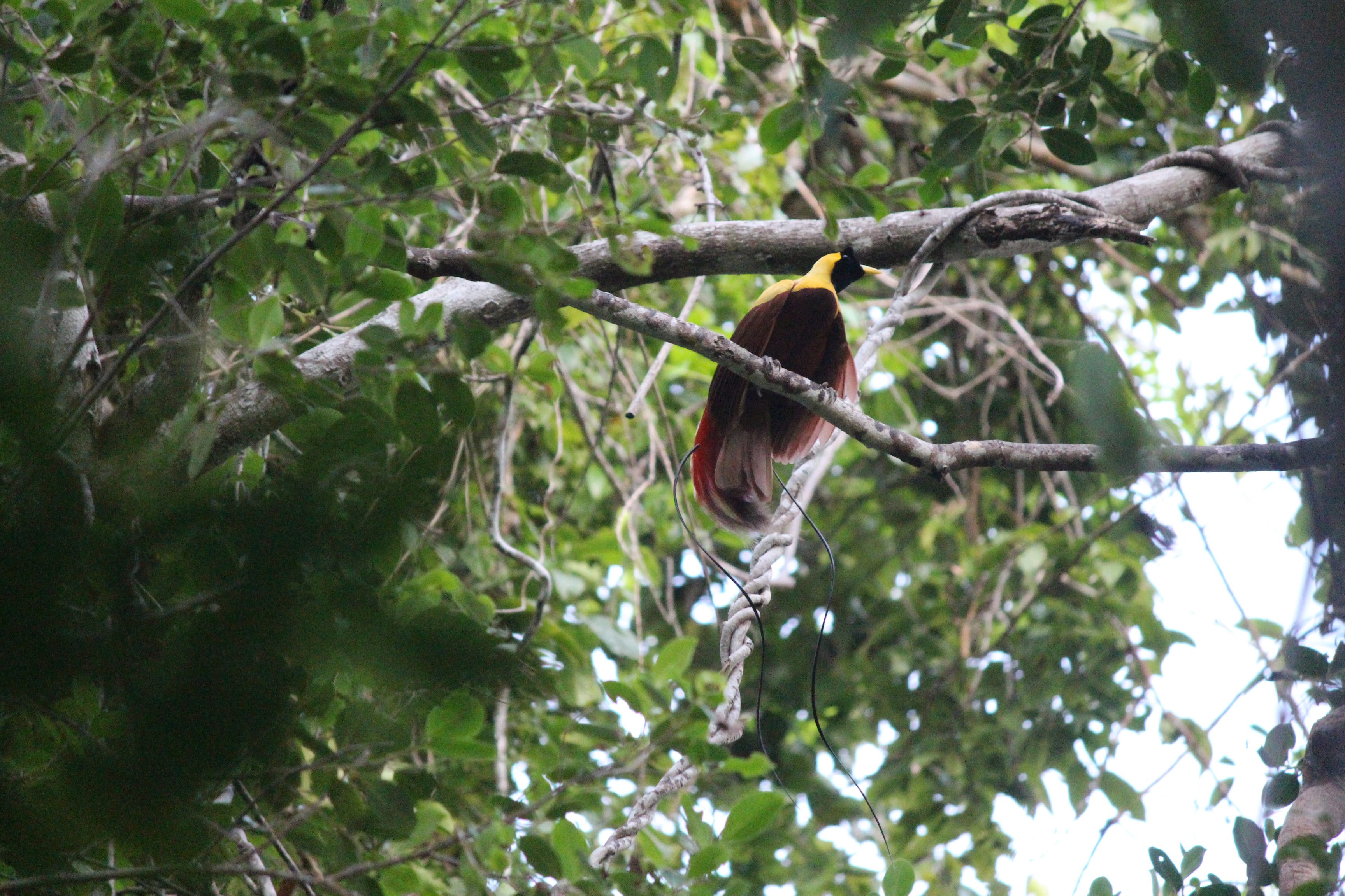 BIRD-WATCHING. Some bird species can only be found in Raja Ampat. Photo courtesy of Apeksha Hariha 