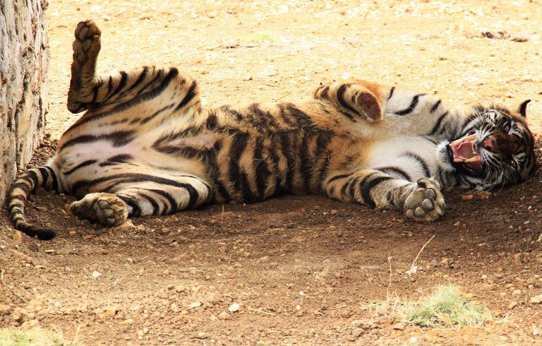 Amputee Sumatran tiger gives birth to cubs