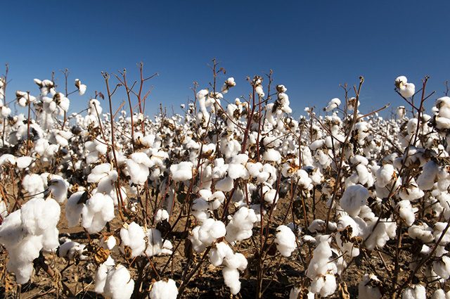 Cotton USA starts grand plans for the Philippines