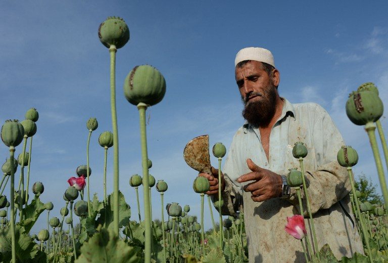 Afghan opium cultivation skyrockets as eradication collapses