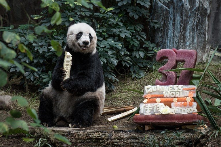 World’s oldest giant panda in captivity dies in Hong Kong