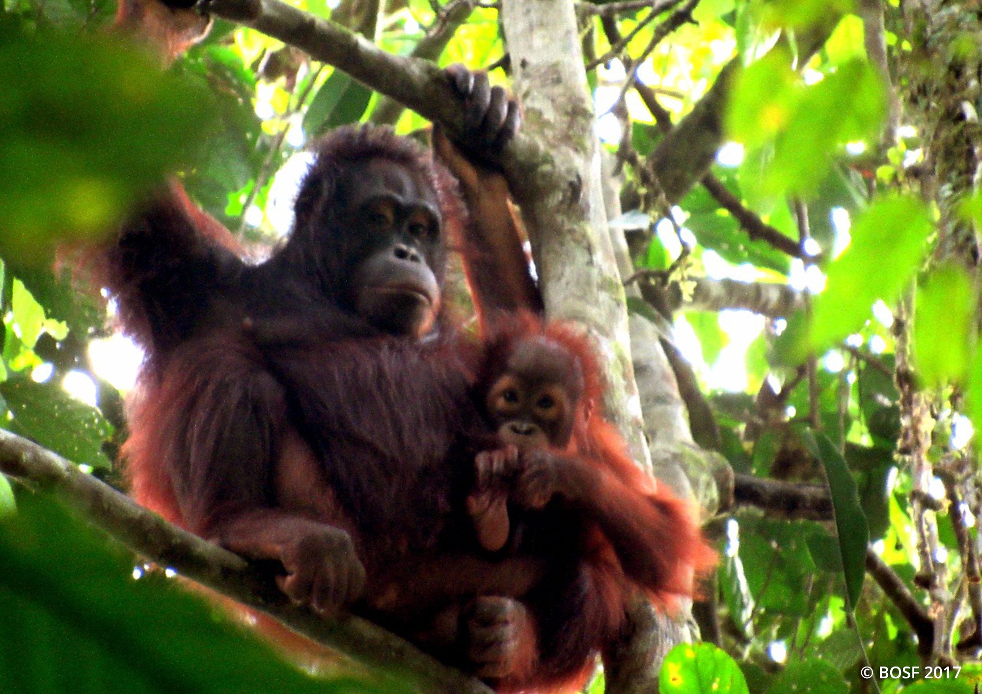 Hari Konservasi Kehidupan Liar Sedunia: 5 orangutan dilepasliarkan