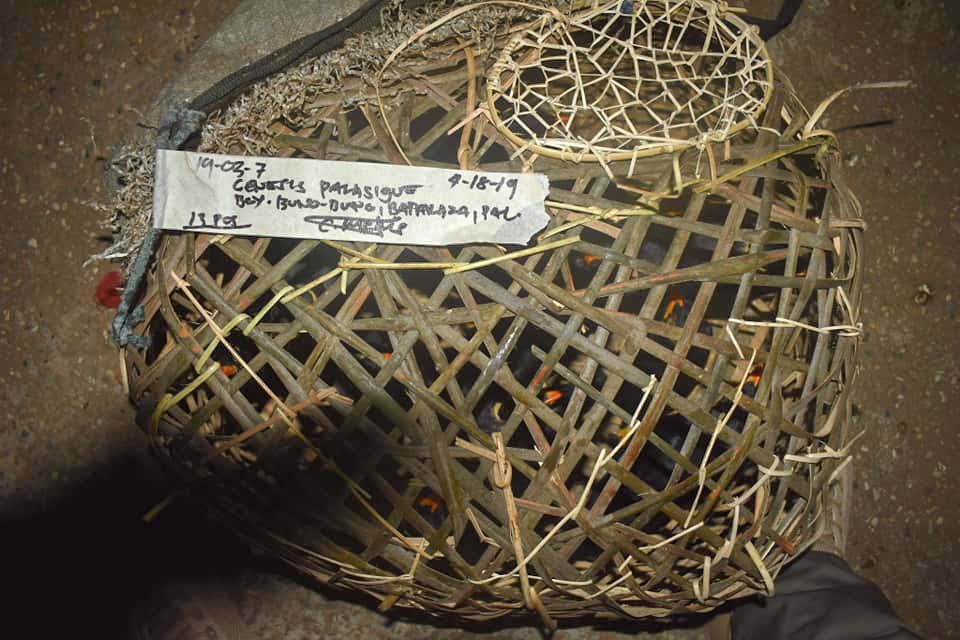 CRAMPED. The birds were stuffed in baskets. Photo from the Palawan Council for Sustainable Development. 