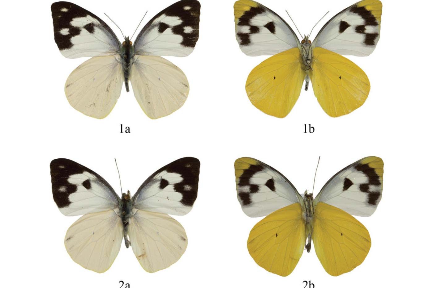 A. P. NUYDAI. Specimens of the new butterfly subspecies, A. p. nuydai. Images courtesy of Jade Badon 
