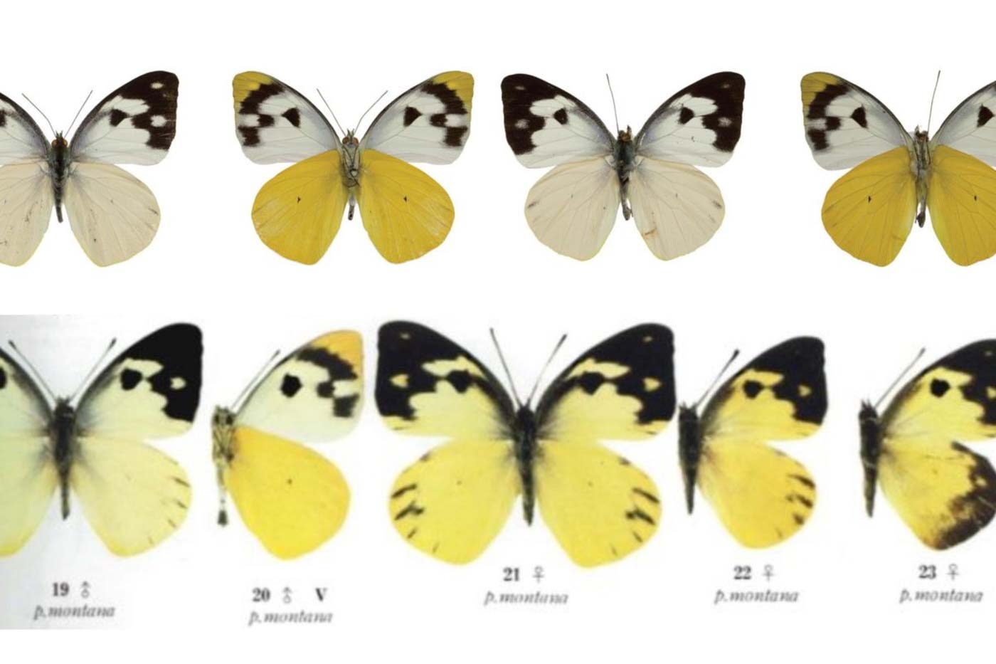 This Philippine butterfly had a mistaken identity for years, until its ‘rediscovery’