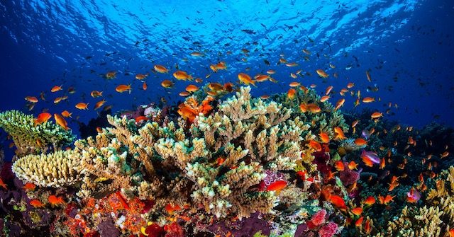 Great Barrier Reef a $42-billion asset ‘too big to fail’ – study