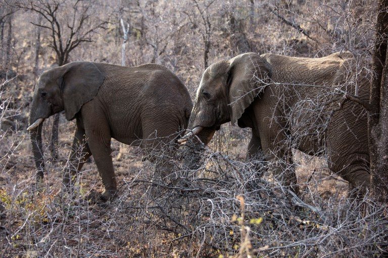African elephants ‘suffer worst decline in 25 years’