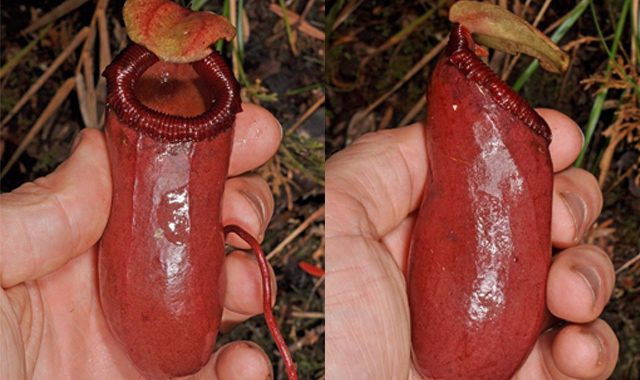 New pitcher plant species discovered in Luzon