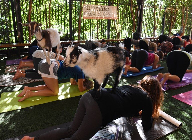 FITNESS CRAZE. Yoga students take a class with Nigerian Dwarf goats held by the 'Hello Critter Goat Yoga' team at the Golden Road Pub in Los Angeles, California on May 7, 2018. Photo by Mark Ralston/AFP   