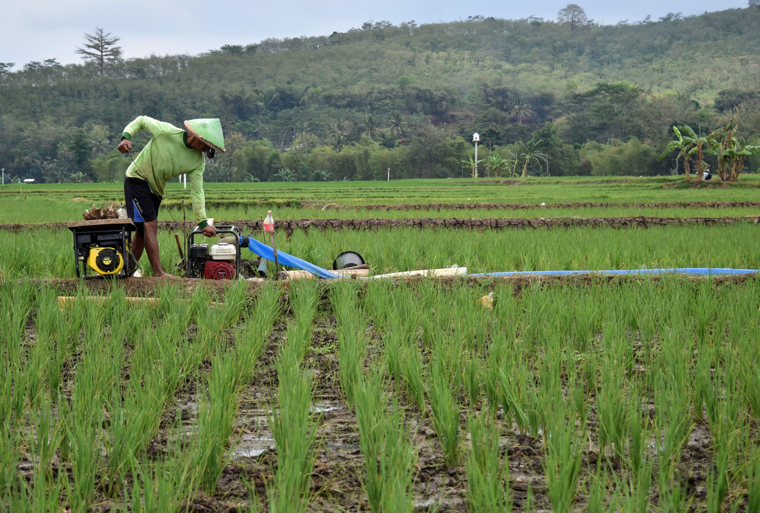 Apa solusi untuk tingkatkan kualitas pertanian Indonesia?