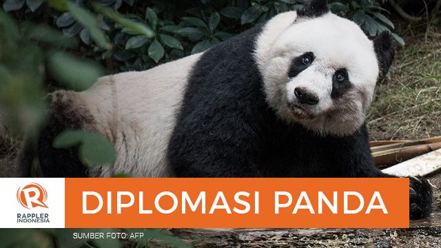 Diplomasi Panda: Cara Tiongkok jaga relasi bilateral