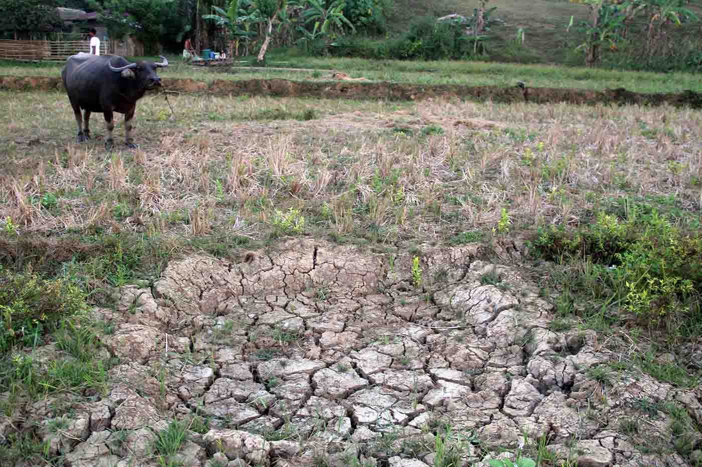 A riceland in Bacacay, Albay turned barren due to drought. Photo by Rhaydz Barcia/Rappler 