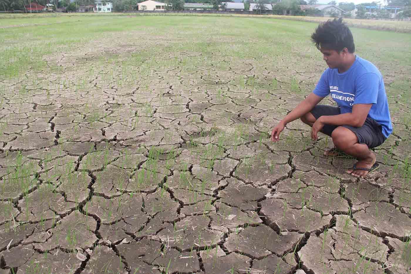 Over 1,000 hectares of riceland in Bicol barren due to drought