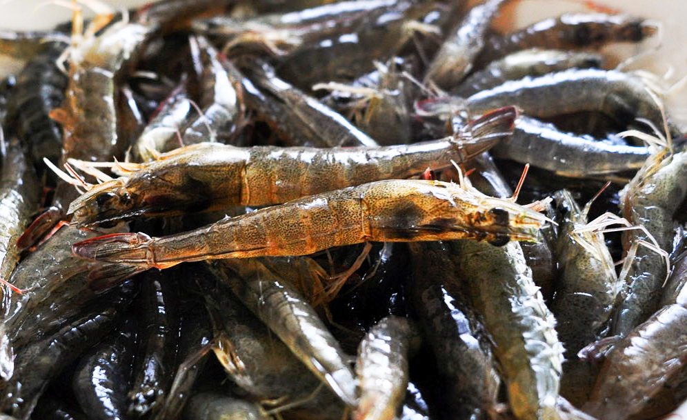 PH eyes bigger shrimp production for export