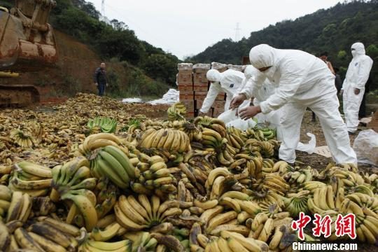PH: China’s reported move to destroy bananas won’t hurt ties