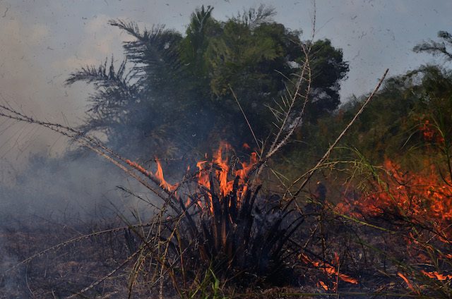 Api membakar tanaman kelapa sawit muda akibat kebakaran lahan di Kecamatan Rumbai, Kota Pekanbaru, Riau, pada 10 Maret 2016. Foto oleh Wahyudi/Antara 