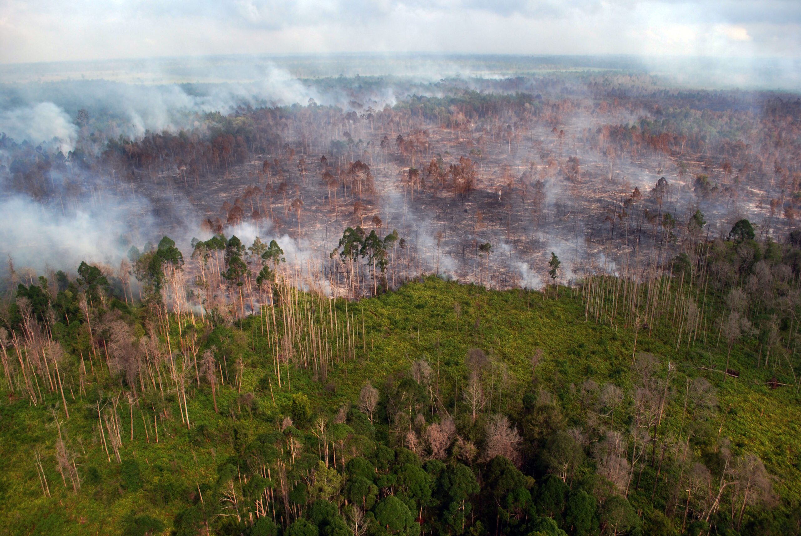 Paru-paru hijau sekarat di bumi Indonesia