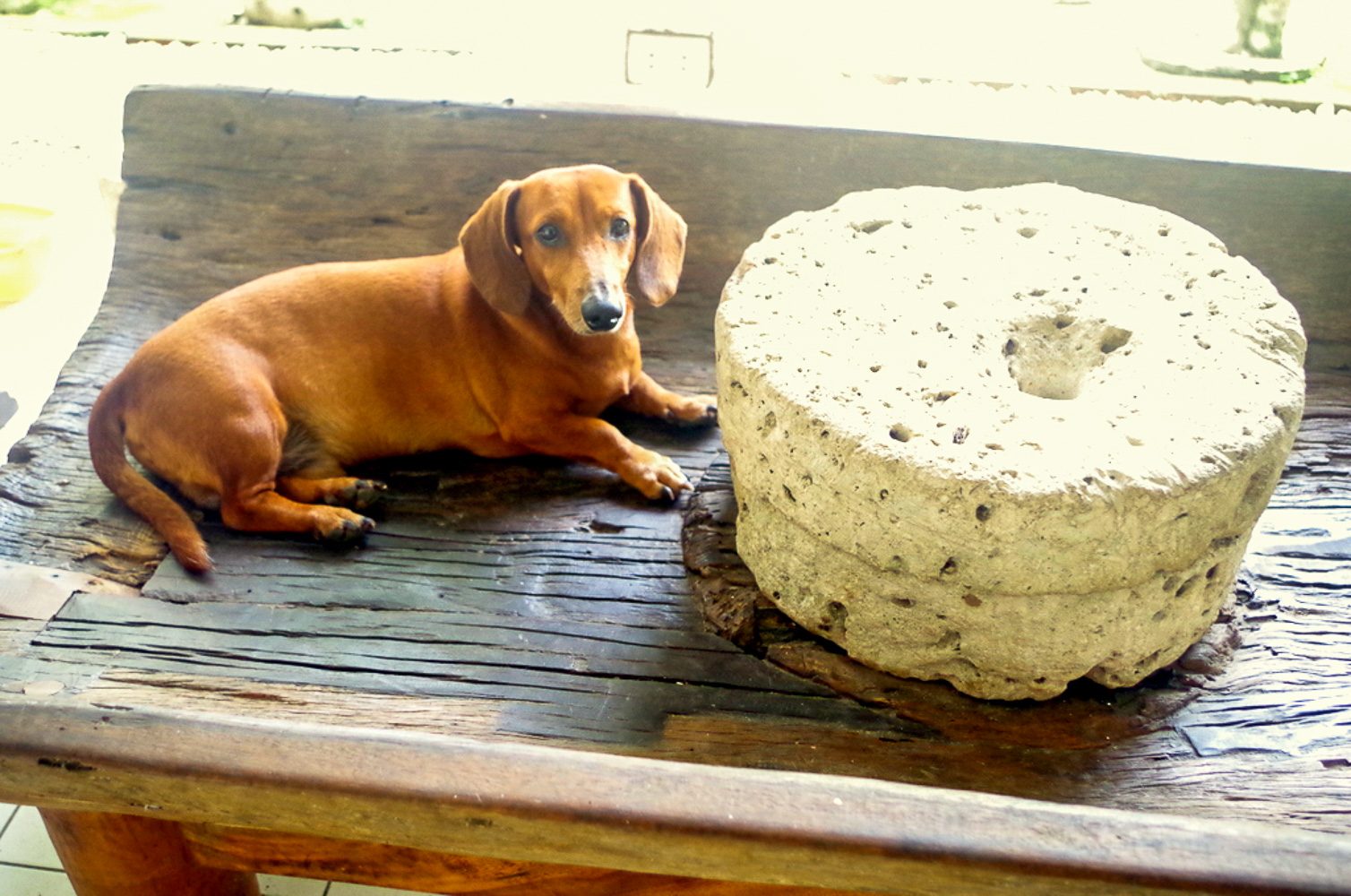 A canine resident at Mariyah  