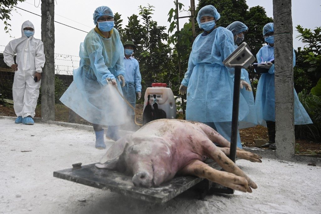 Despite culls, import bans, swine fever to hit pork market for years