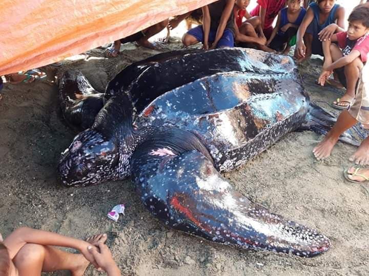 LOOK: Giant leatherback turtle caught in Camarines Sur