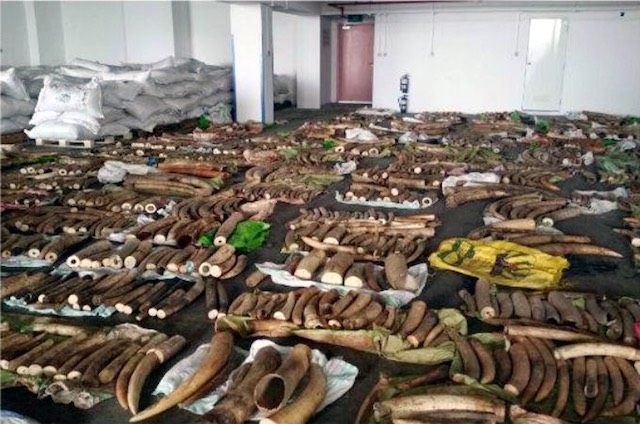 Activists demand Kenya probe after Asia ivory seizures