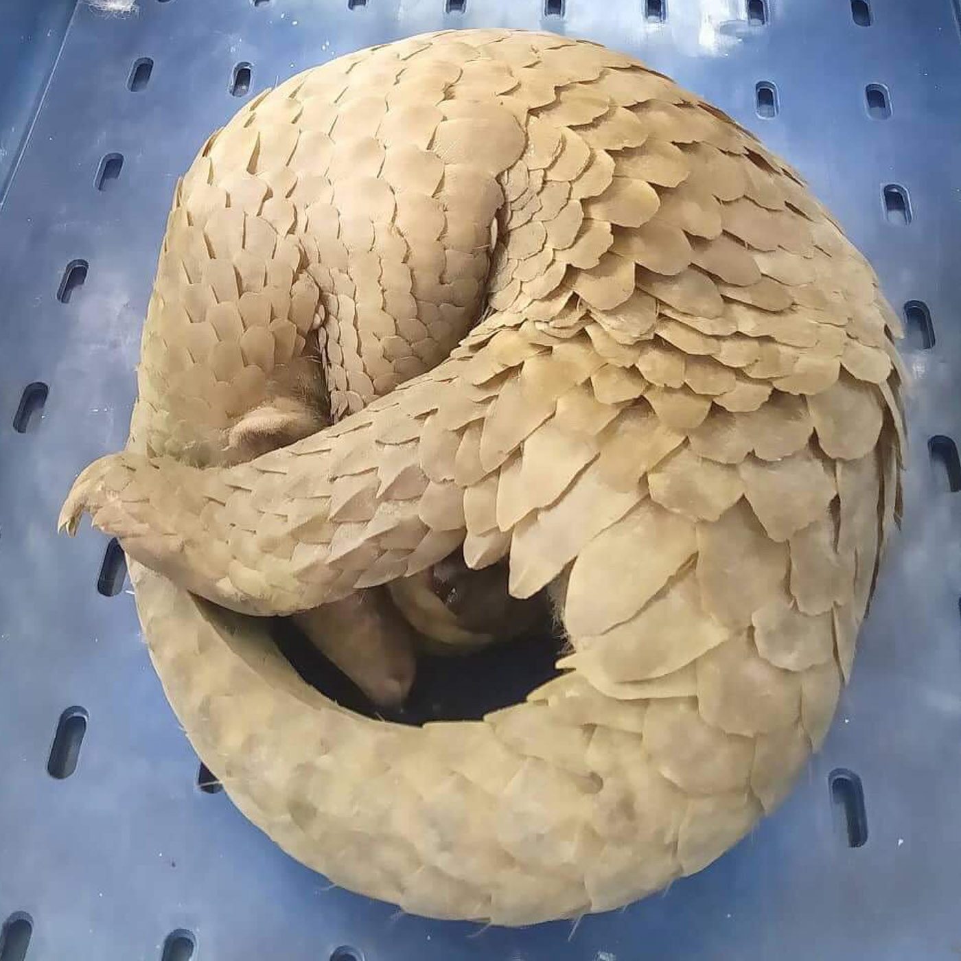 RESCUED. A live Philippine pangolin curls up like a ball when it senses danger. Photo by Christian Sarmiento 