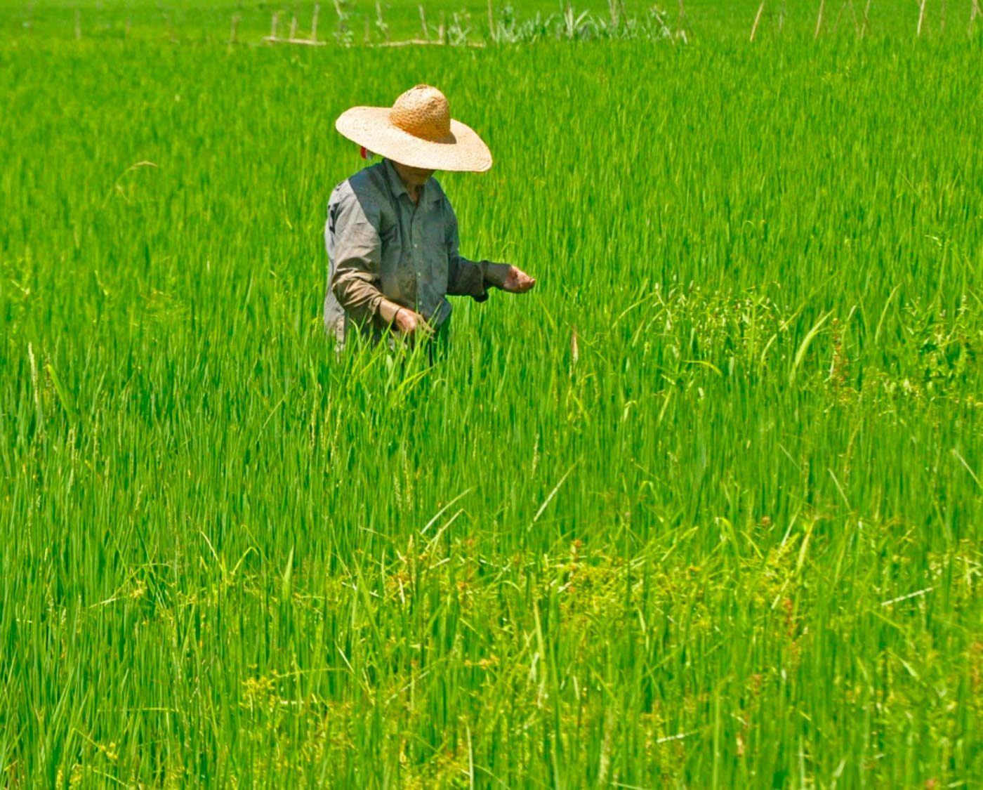 Gov’t should provide ‘offsetting compensation’ to farmers – PIDS study