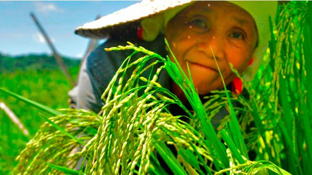 Senate OKs on 2nd reading measure allowing gov’t to buy palay from local farmers