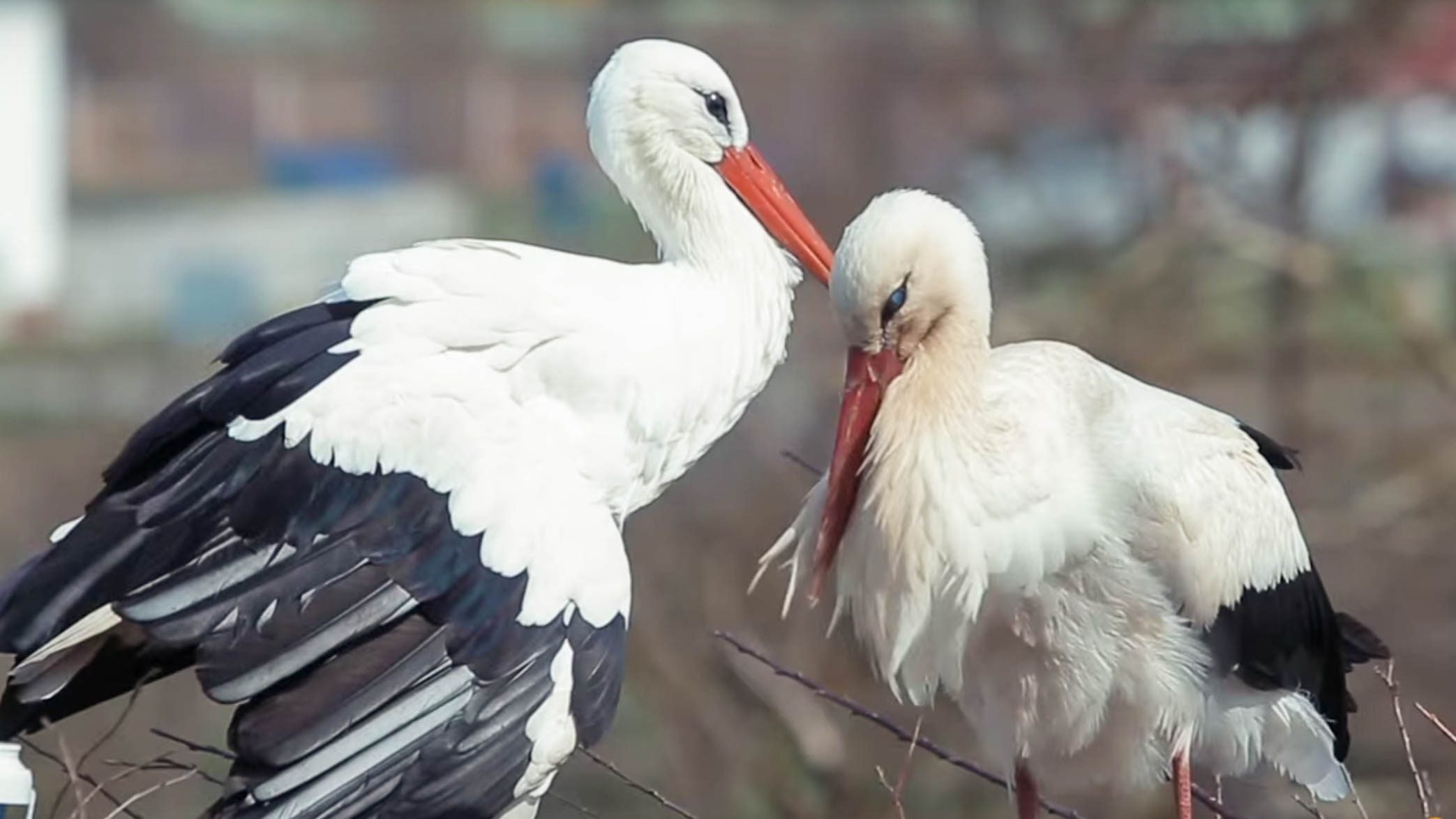Meet Klepetan and Malena: Croatia’s lovebird storks, faithfully ‘in love’