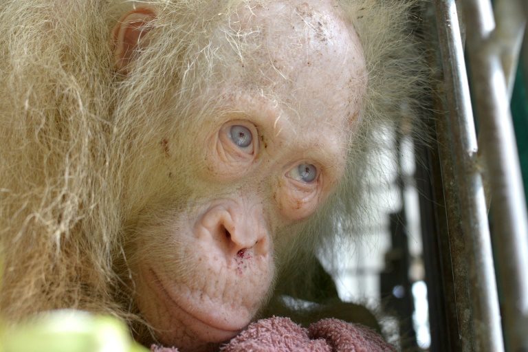 Ayo kenalan dengan Alba, si orangutan albino